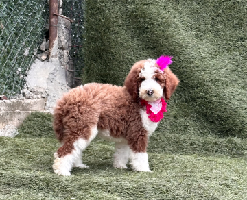 Kore tipi dev poodle giant poodle yavruları nadir renk